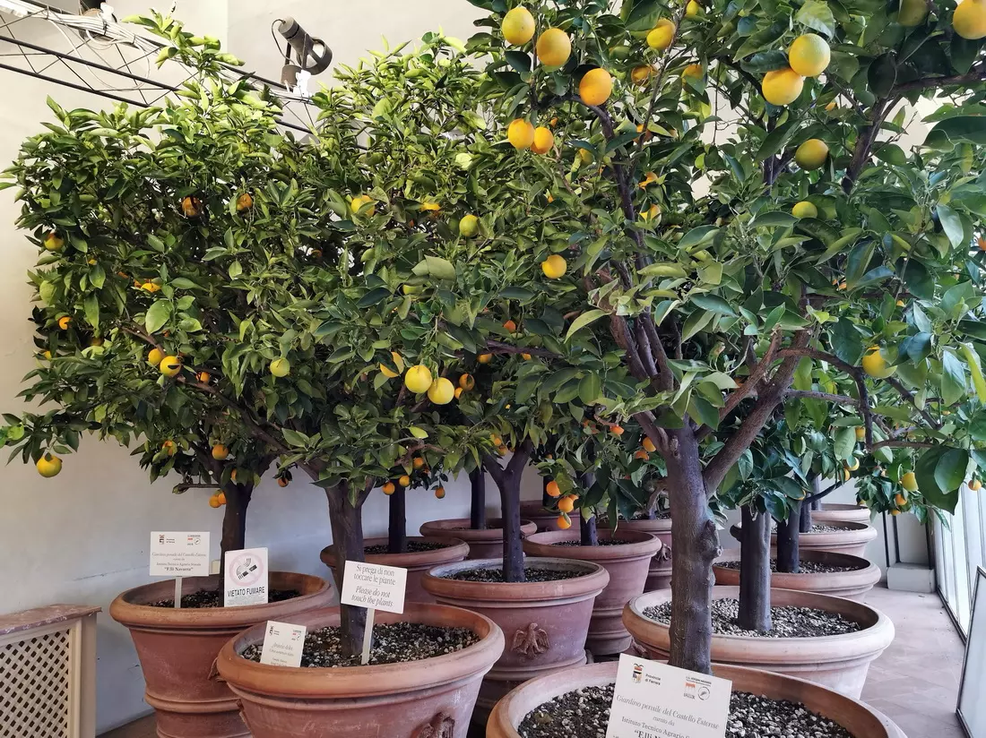 Lemon trees on a balcony of the castle