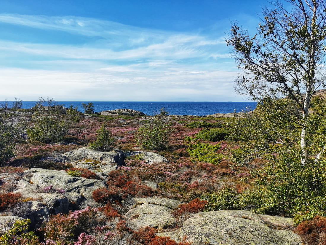 Blooming purple heather on rocky shores of Åland with blue Baltic sea
