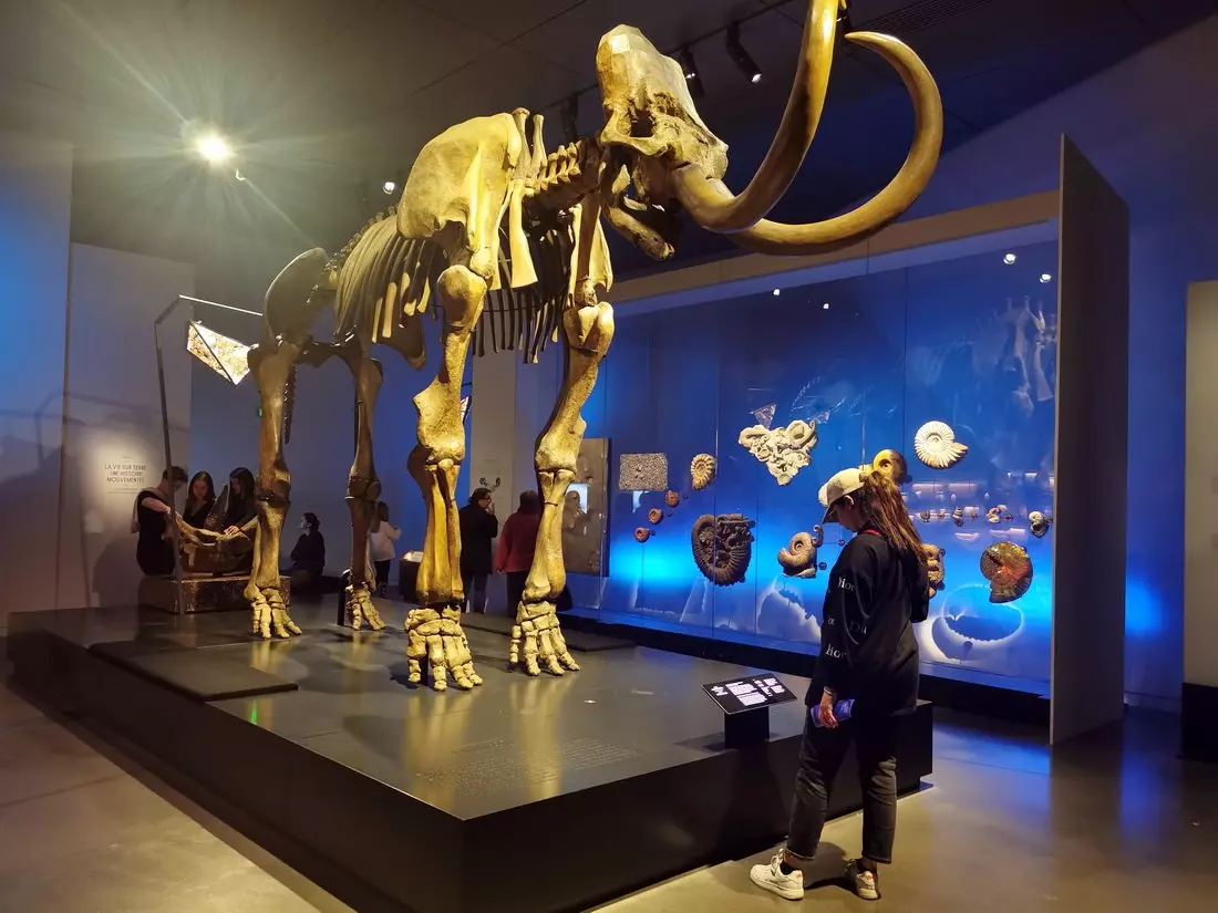 Choulans mammoth: Skeleton of the Choulans mammoth at Musée des Confluences, partly reconstructed and displayed in the main hall.