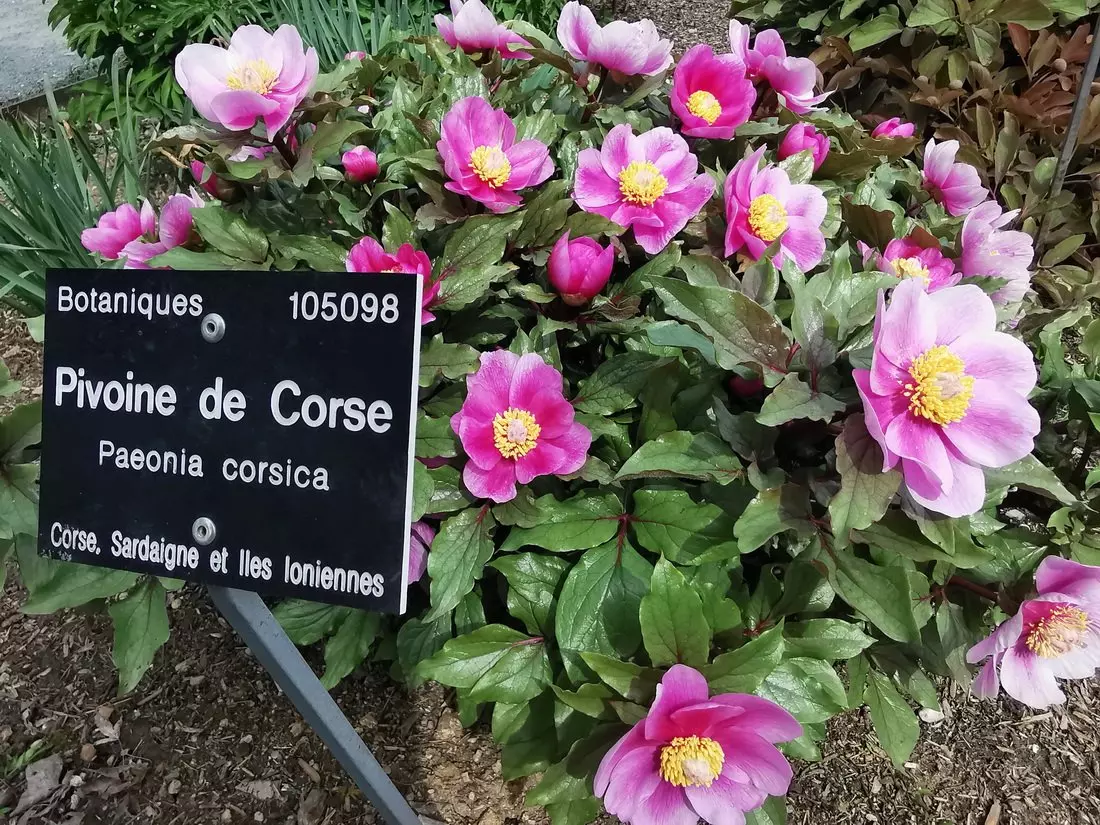Close-up of blooming peonies in the botanical garden at Parc de la Tête d’Or, Lyon.