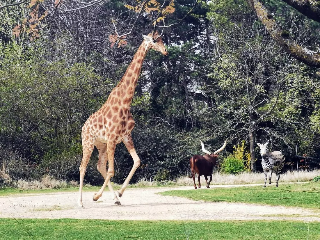 Giraffe and companion animals in the small free zoo at Lyon’s Tête d’Or Park.