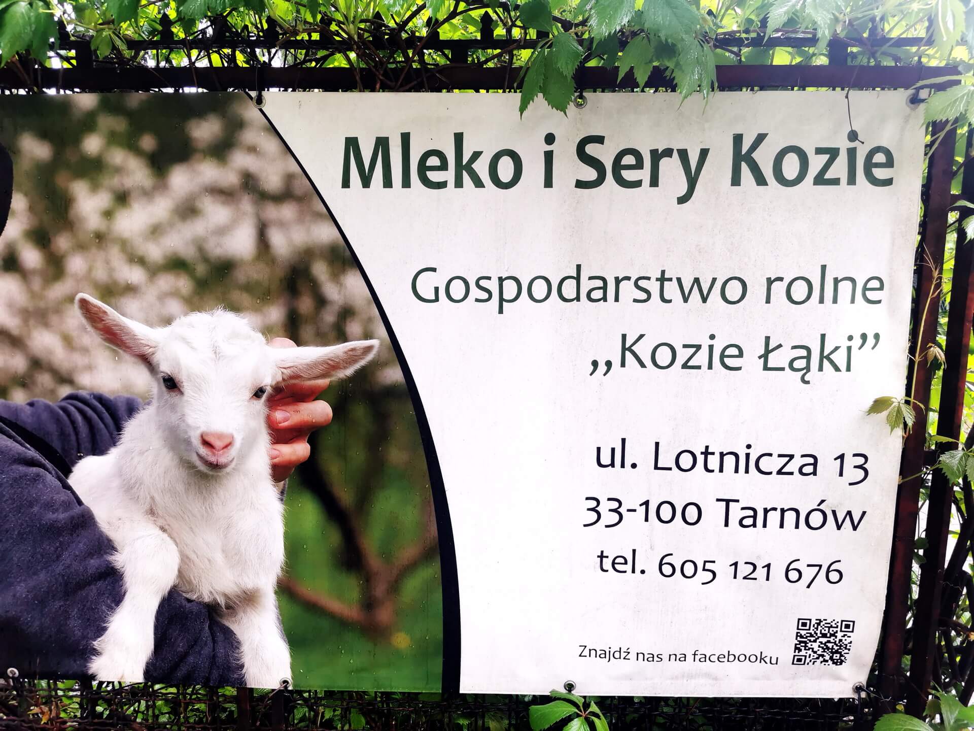 A printed advertising banner on a fence selling fresh goat milk and cheese in Tarnow, Poland.