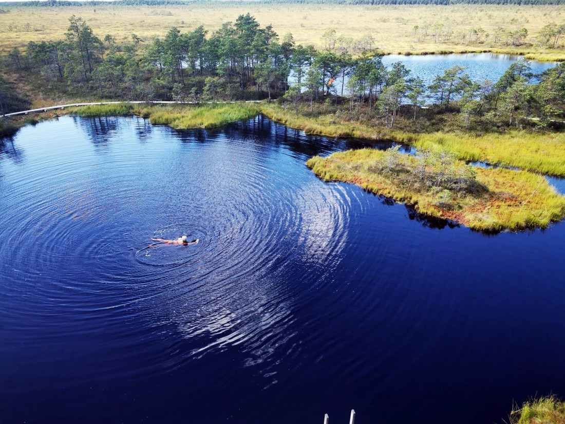 Aerial view of a person wild swimming in a dark peat pool next to a wooden boardwalk on an Estonian bog trail.